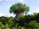 animal kingdom tree of life desktop wallpaper