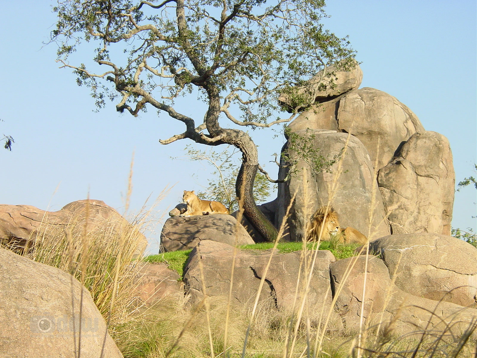 Kilimanjaro Safaris Desktop Wallpaper